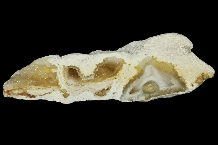 Polished, Agatized Fossil Coral - Florida #188006
